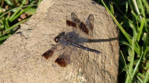 Brachythemis leucosticta